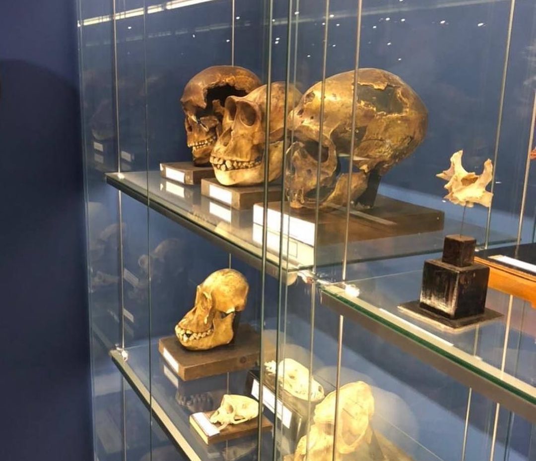 Музей анатомии ДГМУ