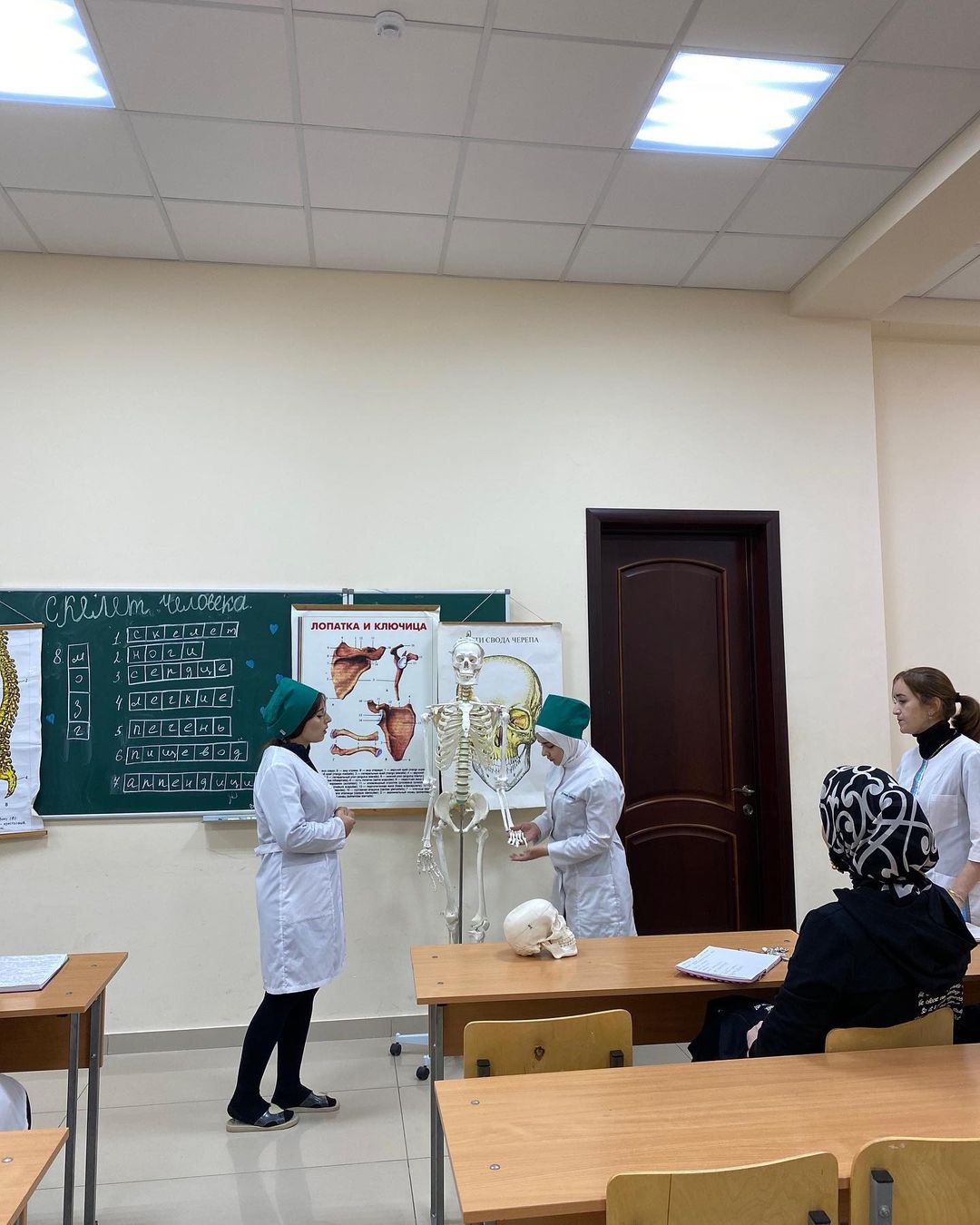 «Скелет человека» «Скелет человека»